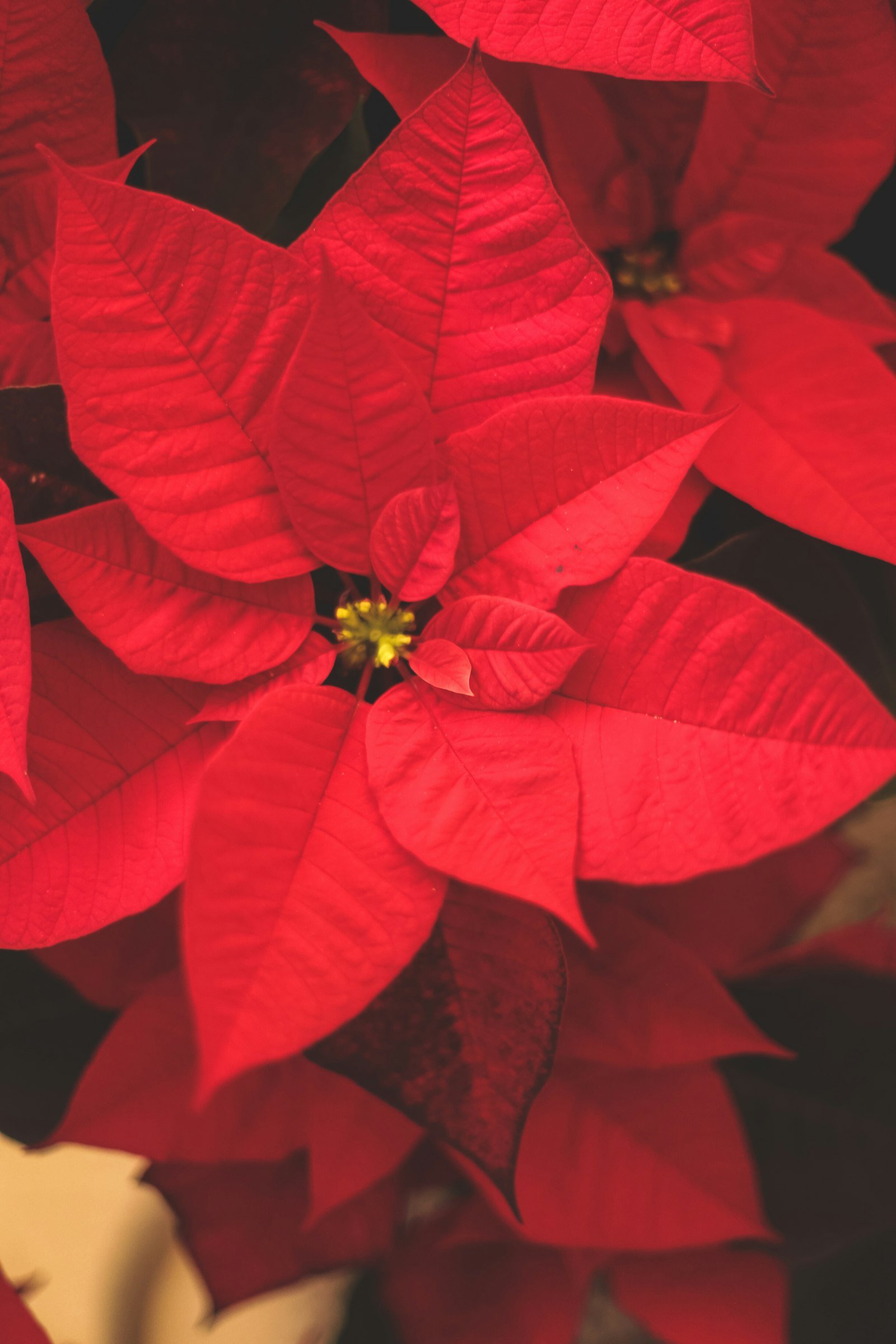 Poinsettia rouge en pot