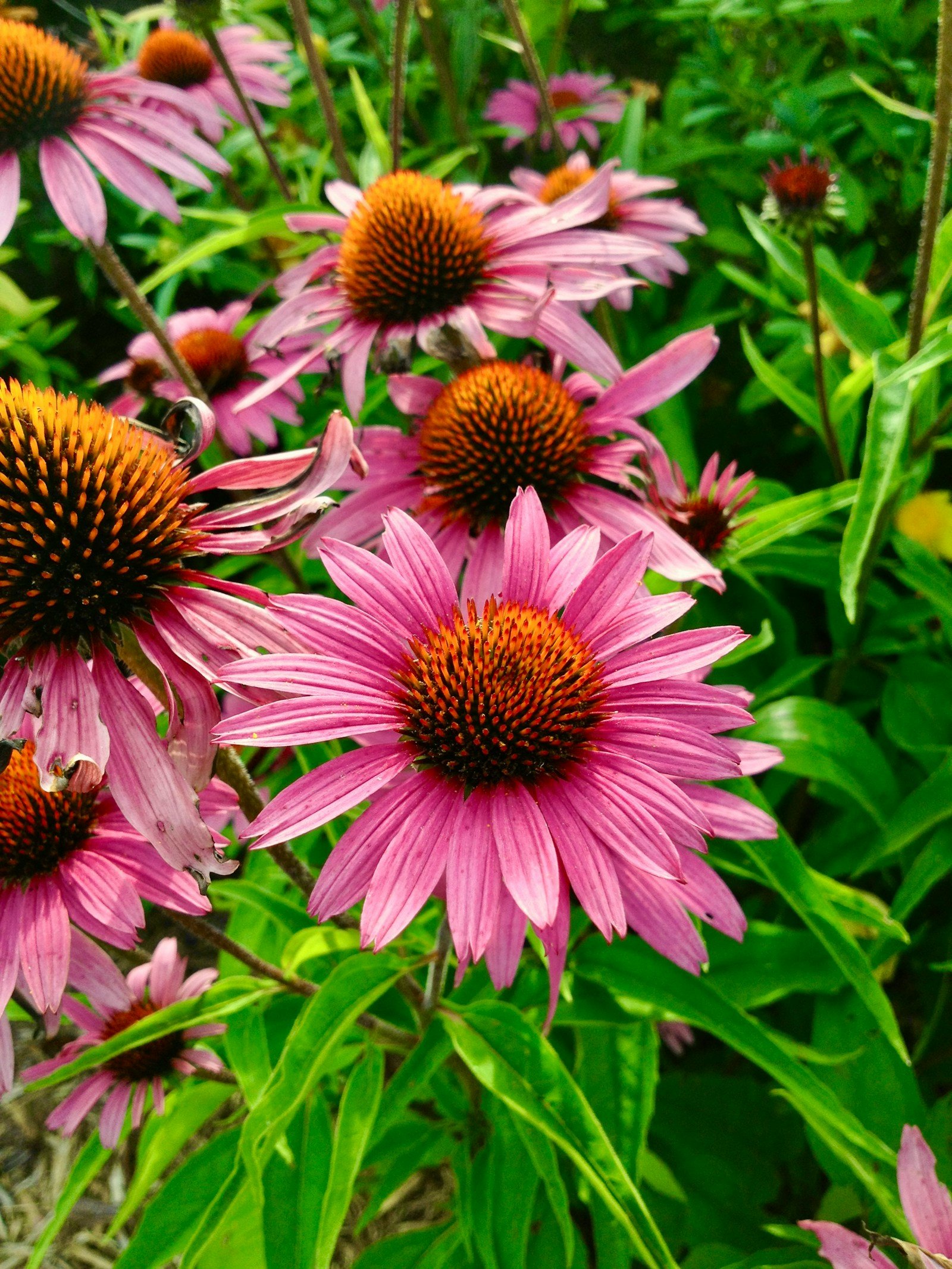 Massif d'échinacées pourpres en fleurs