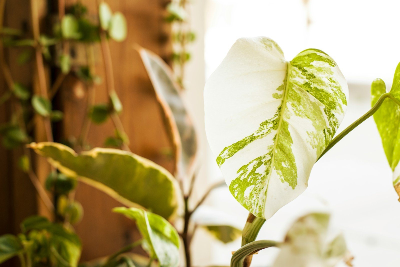 Nouvelle feuille de monstera qui se déroule