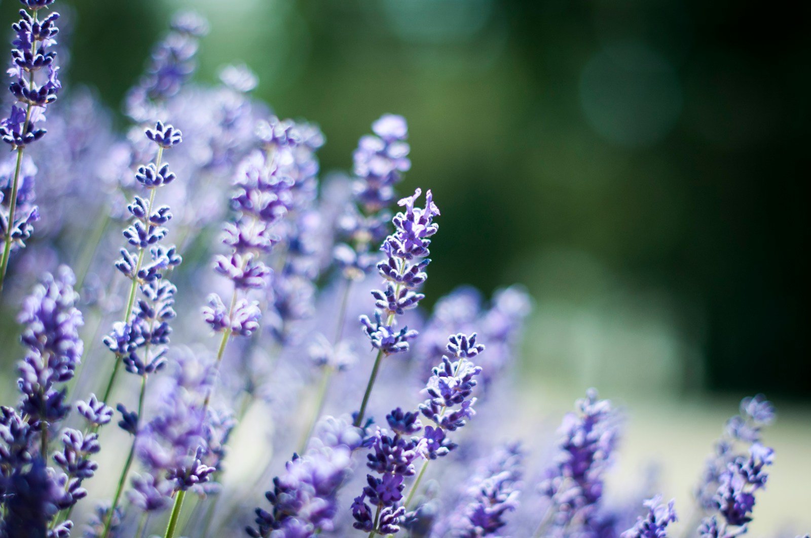 Gros plan sur des épis de lavande violette