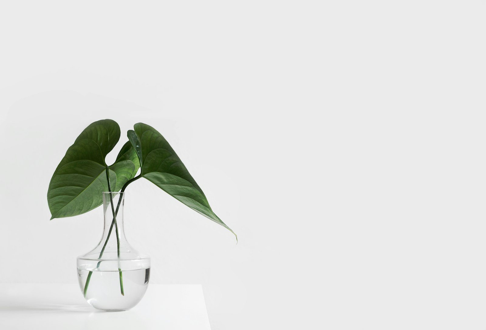 Bouture de plante verte dans un vase en verre rempli d'eau
