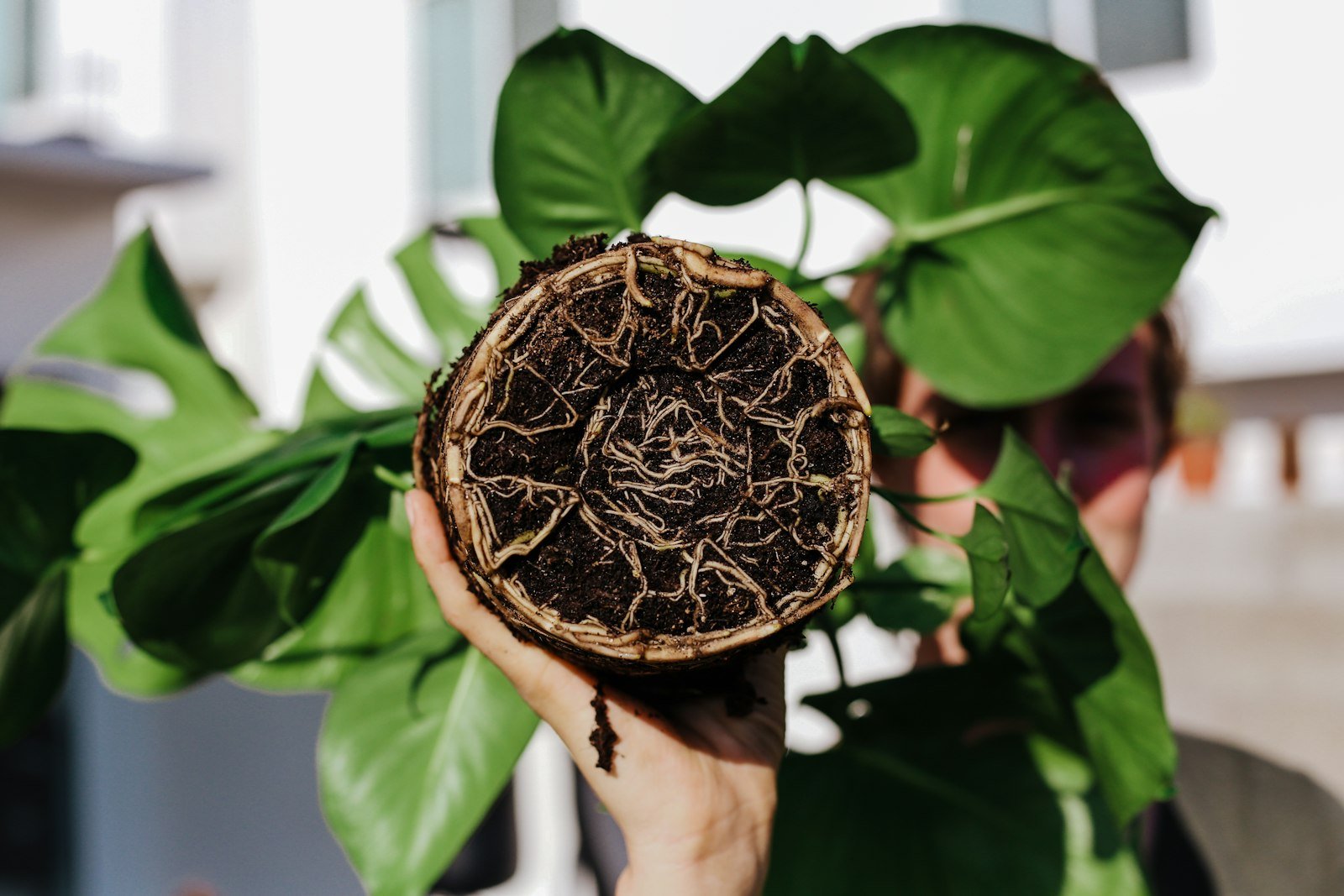 Mains tenant une plante en pot avec du terreau, pendant un rempotage