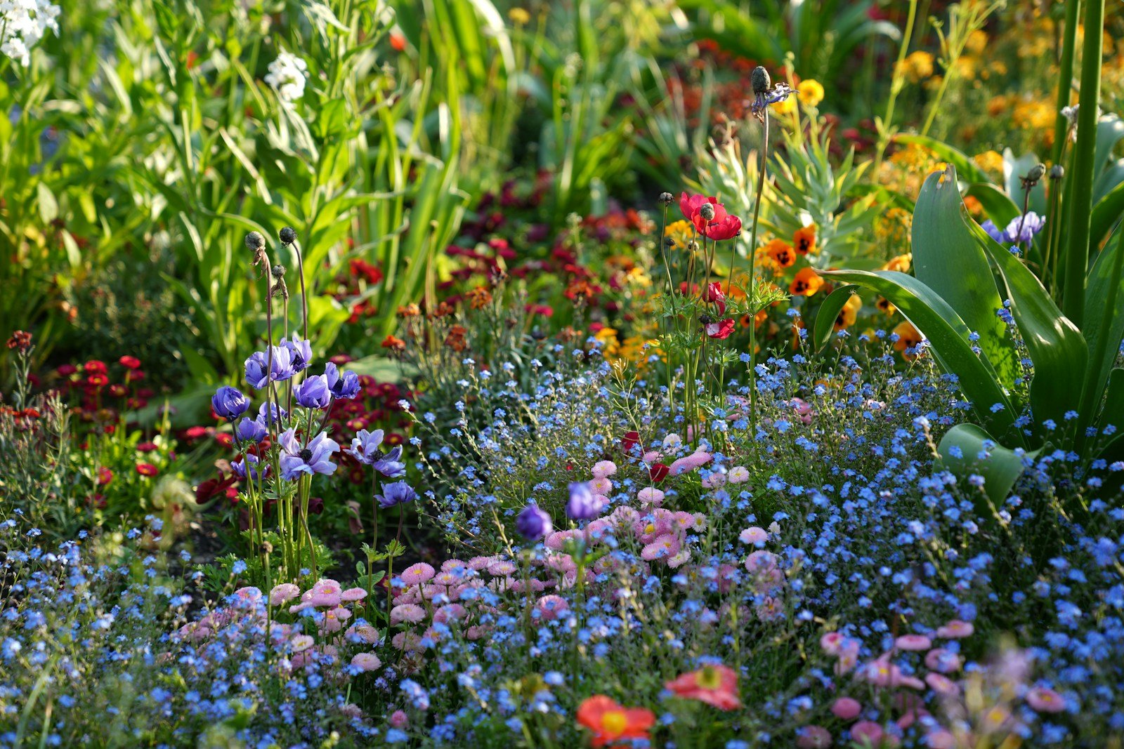 Jardin rempli de fleurs colorées en pleine floraison