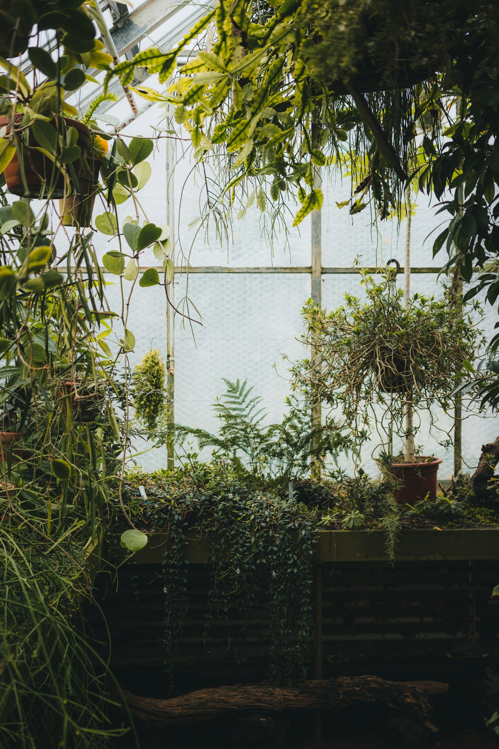 Plusieurs plantes vertes regroupées devant une fenêtre