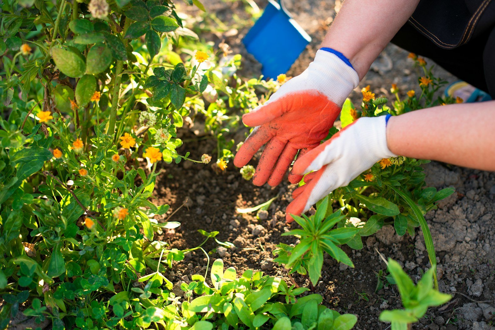 Jardinier avec des gants qui plante des fleurs dans la terre