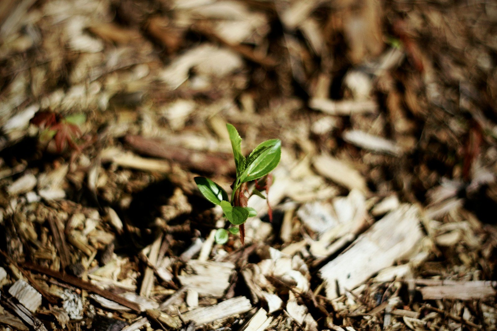 Petite pousse verte qui sort de terre
